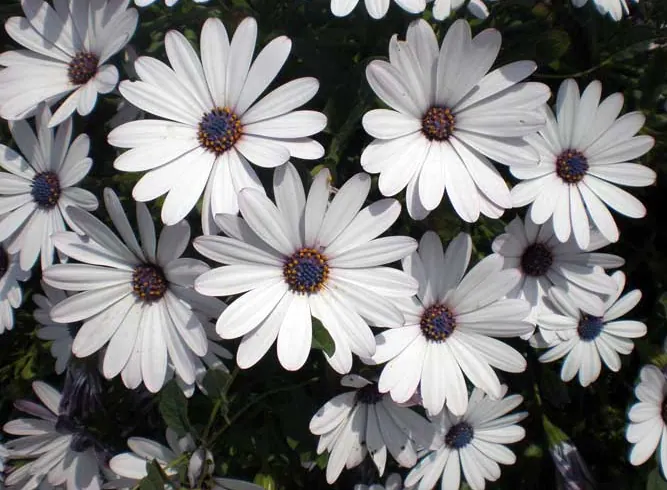 Osteosperma nuotrauka