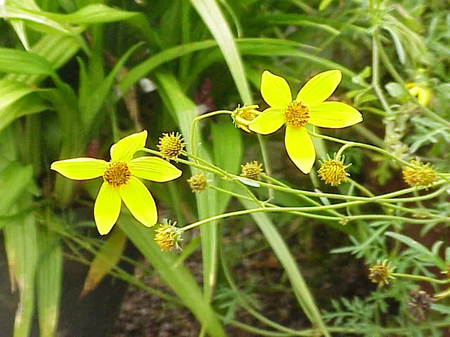Bidensas (ferulinis bidensas) nuotrauka