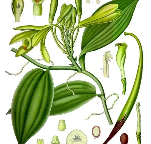 Vanilė nuotrauka