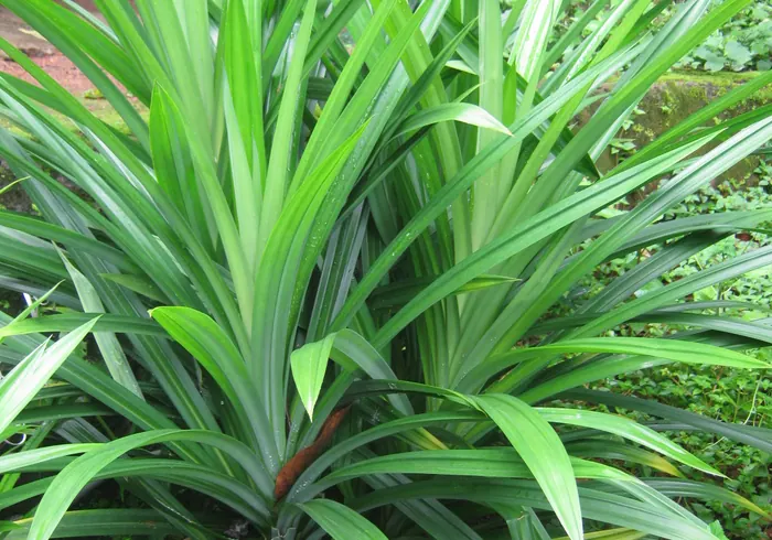 Kvapusis pandanus nuotrauka
