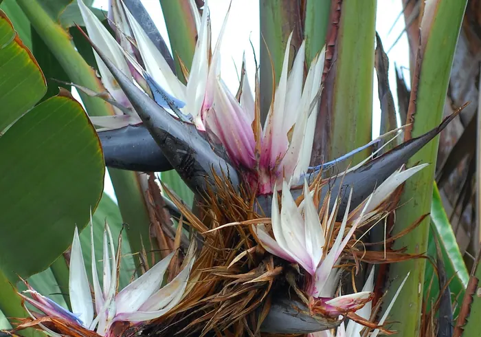 Baltasis strelitzius nuotrauka