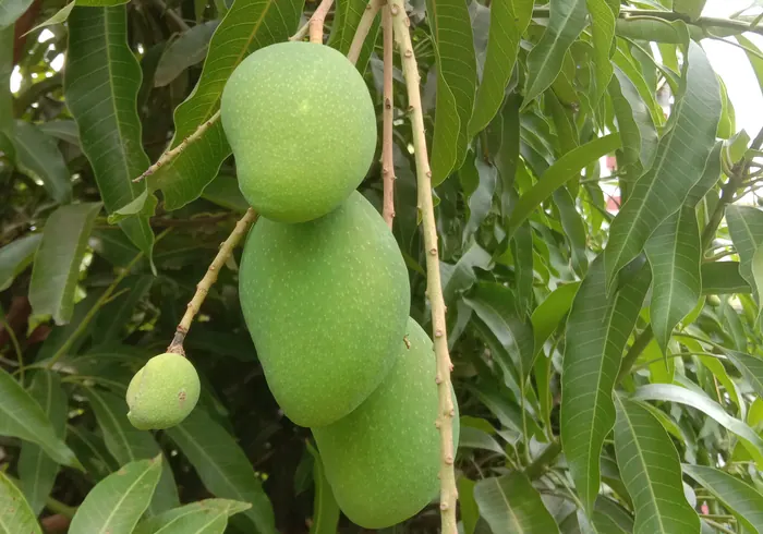 Mangas nuotrauka