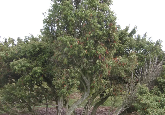 Paprastasis kadagys nuotrauka