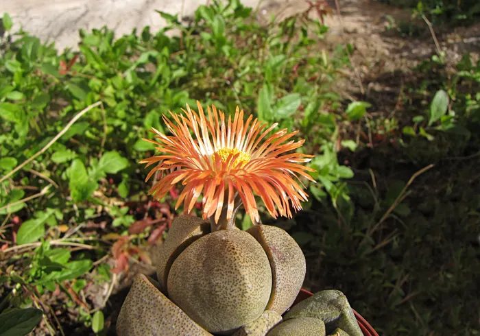 Pleiospilas Nelio nuotrauka