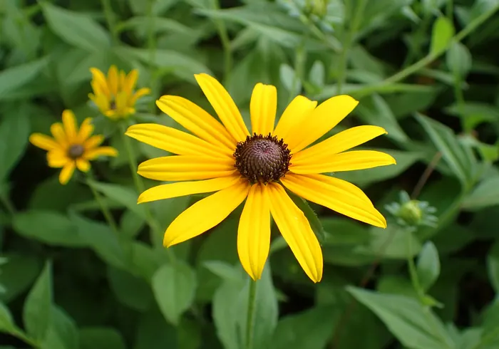 Plaukuotoji rudbekija nuotrauka
