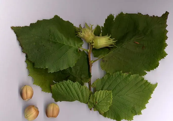 Paprastasis lazdynas nuotrauka