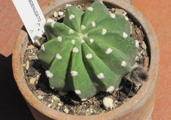 Echinopsis kaktusas (Echinopsis subdenudata) nuotrauka