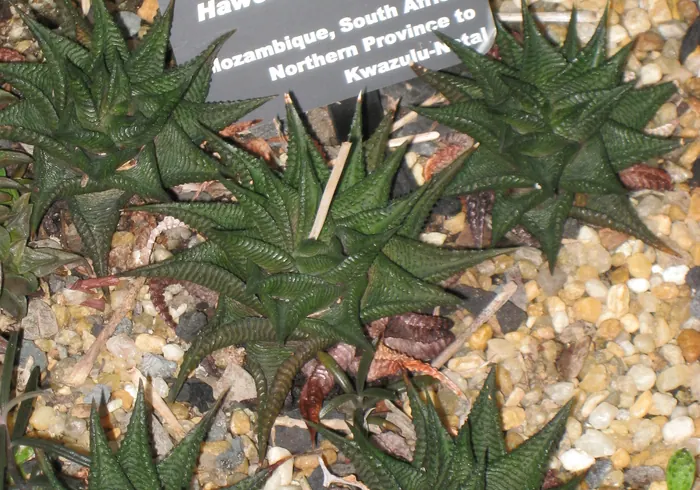 Dantytoji haworthiopsis nuotrauka