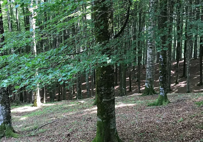 Paprastasis bukas nuotrauka