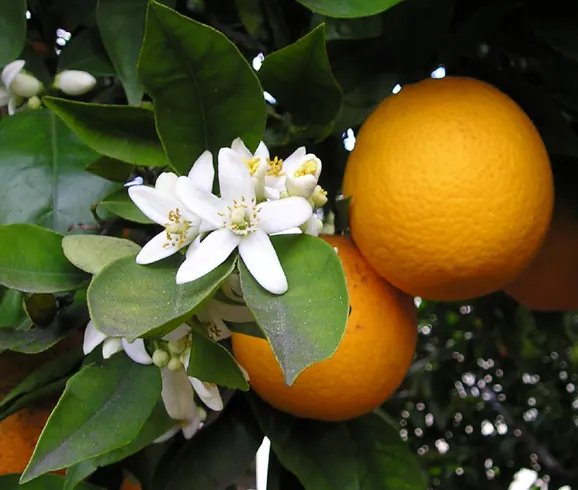 Apelsinmedis nuotrauka