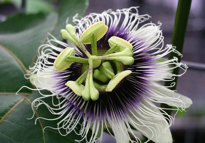 Valgomoji pasiflora nuotrauka