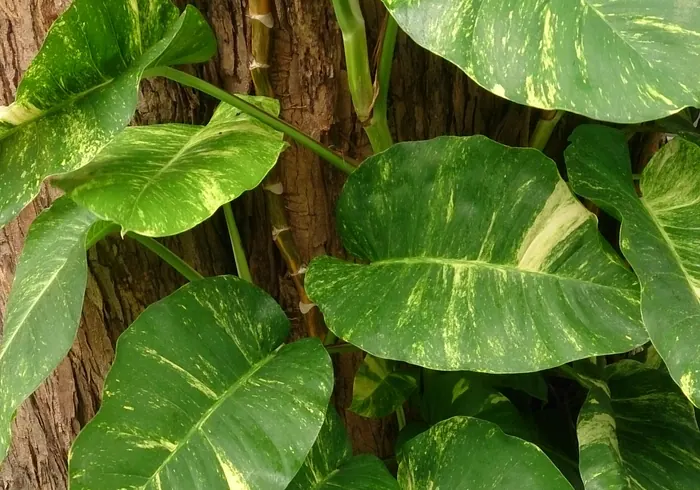Auksinis epipremnumas nuotrauka