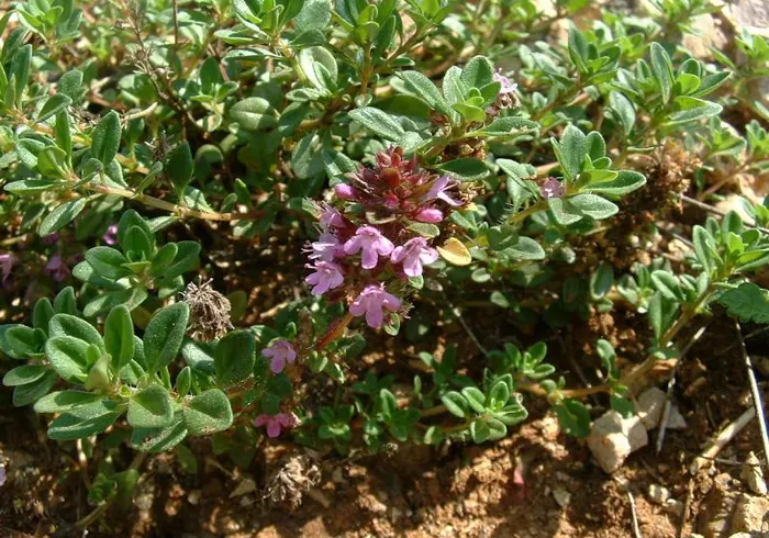 Paprastasis čiobrelis nuotrauka