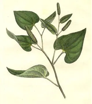 Ilgasis pipiras nuotrauka