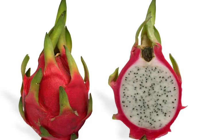 Selenicereusas banguotasis nuotrauka