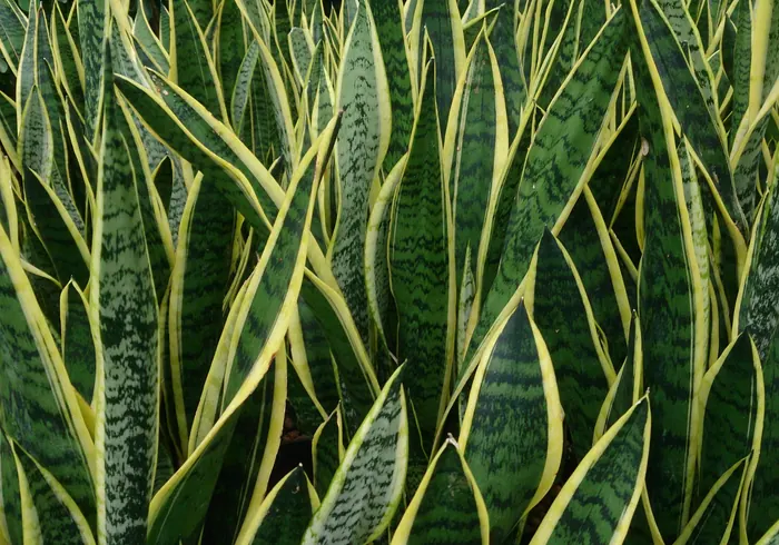 Sansevjera (Dracaena trifasciata) nuotrauka