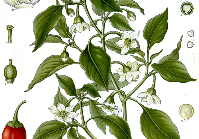 Paprika nuotrauka